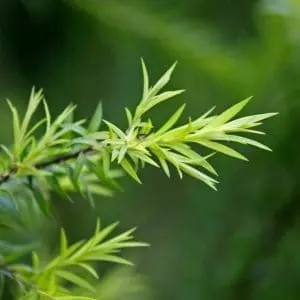 tea tree olie