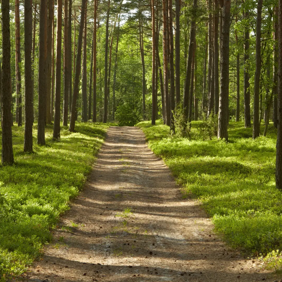 Zonlicht dat door de bomen valt op een bospad
