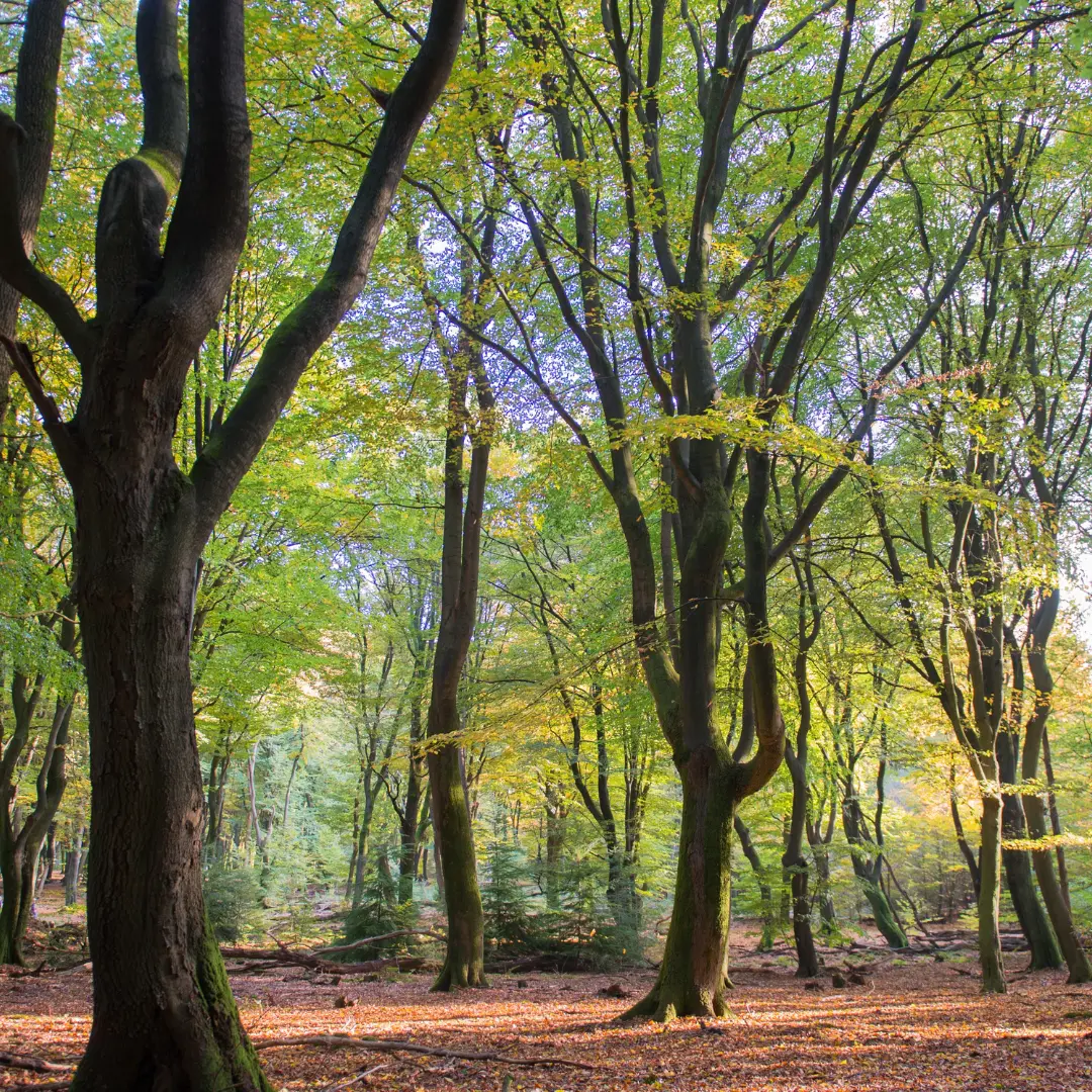 Bospad op de Veluwe