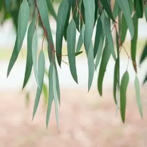 Eucalyptus olie